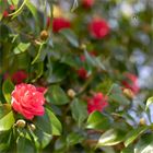 Магия камелии — масло камелии и его роль в японском уходе