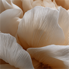 Зачем японские лаборатории используют ферменты? Секрет мягкого и глубинного обновления кожи