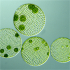 Почему экстракт Haematococcus pluvialis так ценят за антиоксидантную силу